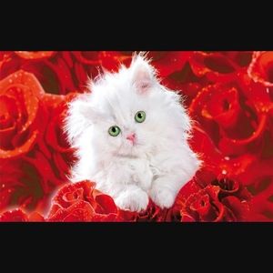 Meet your Posher, Shayan